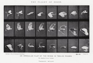 Eadweard Muybridge: A madarak repülése (f/w fotó) alkotó: Eadweard Muybridge