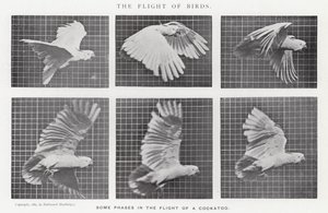 Eadweard Muybridge: A madarak repülése (f/w fotó)