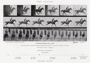 Eadweard Muybridge: A vágta (f/w fotó) alkotó: Eadweard Muybridge