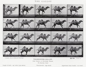 Eadweard Muybridge: A vágta (f/w fotó) alkotó: Eadweard Muybridge