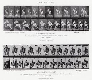 Eadweard Muybridge: A vágta (f/w fotó) alkotó: Eadweard Muybridge