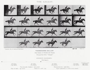 Eadweard Muybridge: A vágta (f/w fotó) alkotó: Eadweard Muybridge