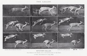 Eadweard Muybridge: A vágta (f/w fotó) alkotó: Eadweard Muybridge