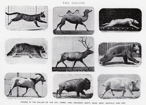 Eadweard Muybridge: A vágta (f/w fotó) alkotó: Eadweard Muybridge