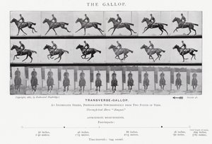 Eadweard Muybridge: A vágta (f/w fotó) alkotó: Eadweard Muybridge