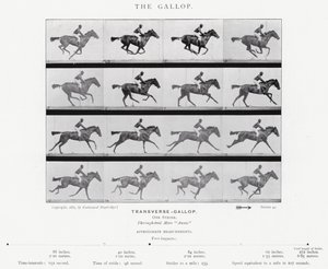 Eadweard Muybridge: A vágta (f/w fotó) alkotó: Eadweard Muybridge