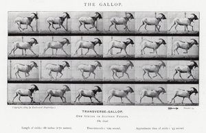 Eadweard Muybridge: A vágta (f/w fotó) alkotó: Eadweard Muybridge