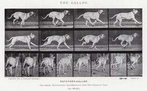 Eadweard Muybridge: A vágta (f/w fotó) alkotó: Eadweard Muybridge