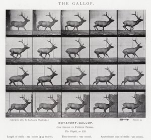 Eadweard Muybridge: A vágta (f/w fotó) alkotó: Eadweard Muybridge