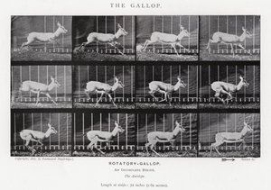 Eadweard Muybridge: A vágta (f/w fotó) alkotó: Eadweard Muybridge