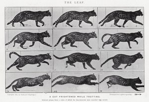 Eadweard Muybridge: Az ugrás (f/w fotó) alkotó: Eadweard Muybridge