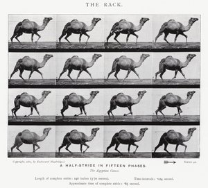 Eadweard Muybridge: The Rack (f/w fotó) alkotó: Eadweard Muybridge