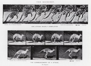 Eadweard Muybridge: The Ricochet (f/w fotó) alkotó: Eadweard Muybridge