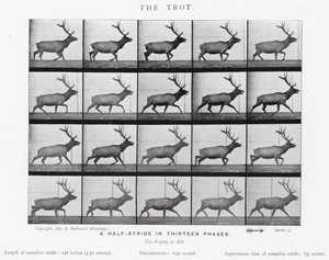 Eadweard Muybridge: Az ügetés (f/w fotó) alkotó: Eadweard Muybridge