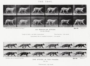 Eadweard Muybridge: Az ügetés (f/w fotó) alkotó: Eadweard Muybridge