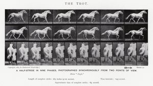 Eadweard Muybridge: Az ügetés (f/w fotó) alkotó: Eadweard Muybridge