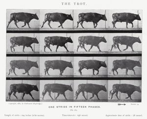 Eadweard Muybridge: Az ügetés (f/w fotó) alkotó: Eadweard Muybridge