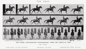 Eadweard Muybridge: Az ügetés (f/w fotó) alkotó: Eadweard Muybridge