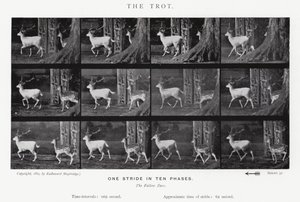 Eadweard Muybridge: Az ügetés (f/w fotó) alkotó: Eadweard Muybridge