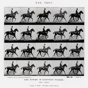 Eadweard Muybridge: Az ügetés alkotó: Eadweard Muybridge
