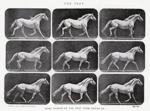 Eadweard Muybridge: Az ügetés alkotó: Eadweard Muybridge
