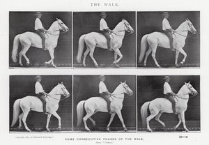 Eadweard Muybridge: The Walk (f/w fotó) alkotó: Eadweard Muybridge