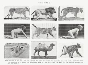 Eadweard Muybridge: The Walk (f/w fotó) alkotó: Eadweard Muybridge