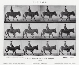 Eadweard Muybridge: The Walk (f/w fotó) alkotó: Eadweard Muybridge