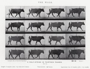 Eadweard Muybridge: The Walk (f/w fotó) alkotó: Eadweard Muybridge