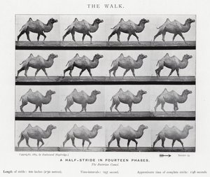 Eadweard Muybridge: The Walk (f/w fotó) alkotó: Eadweard Muybridge