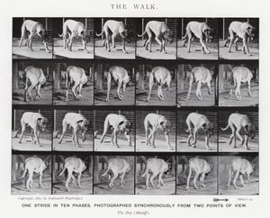 Eadweard Muybridge: The Walk (f/w fotó) alkotó: Eadweard Muybridge