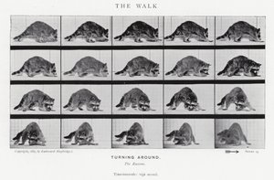 Eadweard Muybridge: The Walk (f/w fotó) alkotó: Eadweard Muybridge