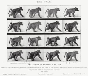 Eadweard Muybridge: The Walk (f/w fotó) alkotó: Eadweard Muybridge