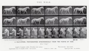 Eadweard Muybridge: The Walk (f/w fotó) alkotó: Eadweard Muybridge
