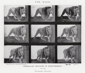 Eadweard Muybridge: The Walk (f/w fotó) alkotó: Eadweard Muybridge