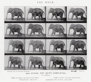 Eadweard Muybridge: A séta alkotó: Eadweard Muybridge