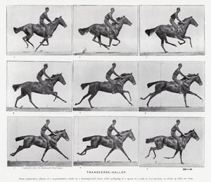 Eadweard Muybridge: Keresztirányú vágta alkotó: Eadweard Muybridge