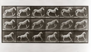 Ló a rockereken és a hordót guruló ló, 649. tábla az Animal Locomotion-tól, 1887 alkotó: Eadweard Muybridge