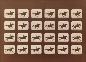 Lovak. Futó. Phyrne L. 40. sz alkotó: Eadweard Muybridge