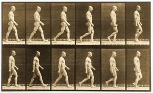Sétáló meztelen férfi képsorozata, „Animal Locomotion” sorozat, 1881 körül (f/w fotó) alkotó: Eadweard Muybridge