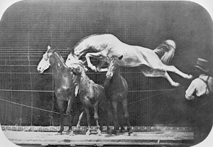 Három ló átugrása... gesztenye ló Hornet, az "Animal Locomotion, An Electro-photographic Investigation of Consecutive Phases of Animal Movement" c. 1872-85 alkotó: Eadweard Muybridge