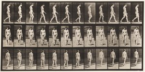 13. tábla Séta, 1872-1885 alkotó: Eadweard Muybridge