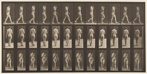 14. tábla Járás, jobb kéz az állnál, 1872-1885 alkotó: Eadweard Muybridge