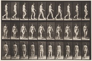 16. tábla Séta, 1872-1885 alkotó: Eadweard Muybridge