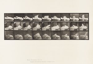 265. tányér. Kikelni az ágyból és felkészülni a térdre alkotó: Eadweard Muybridge