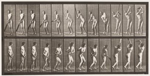 291. tányér.Tücsök; Ütőkezelés; Drive, 1885 alkotó: Eadweard Muybridge