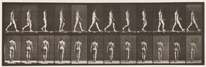 2. tábla Séta, 1872-1885 alkotó: Eadweard Muybridge