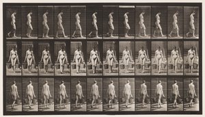 32. tábla. Séta, mindkét kezében egy vödör vizet cipelve alkotó: Eadweard Muybridge