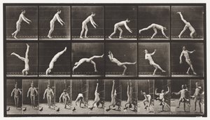 365. tábla. Fejrugó, egy repülő galamb zavarja alkotó: Eadweard Muybridge