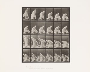 438. tányér. Vödör lerakása és előkészítés a súrolásra, 1885 alkotó: Eadweard Muybridge